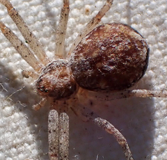 Philodromus californicus