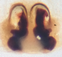 Philodromus californicus