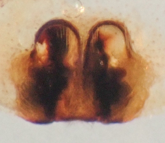 Philodromus californicus