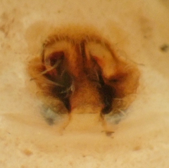 Philodromus californicus