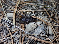 Gryllus vocalis