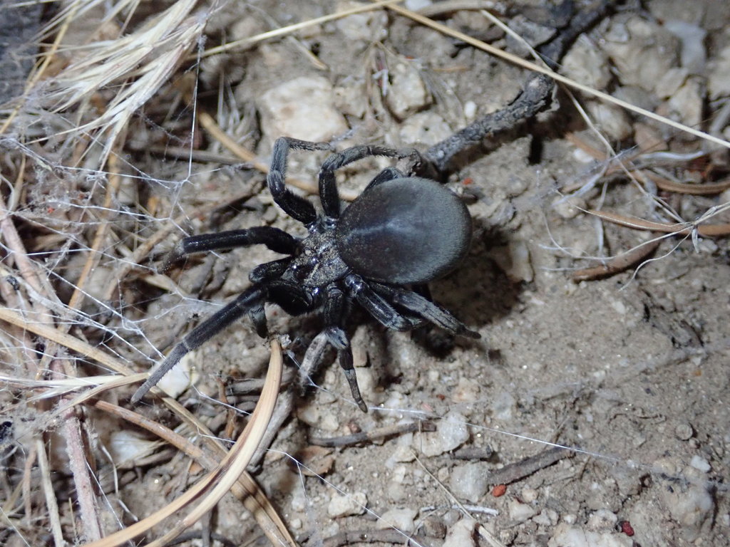 Kukulcania utahana