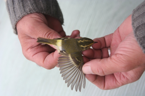Pallas's Leaf Warbler