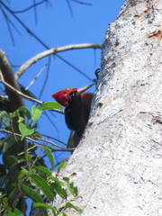 Campephilus rubricollis