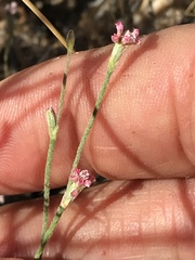 Eriogonum roseum