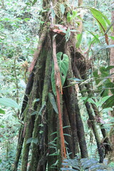 Socratea rostrata