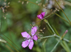 Dianthus deltoides deltoides