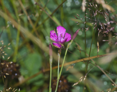 Dianthus deltoides deltoides