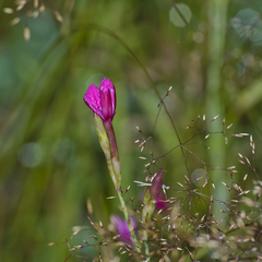 Dianthus deltoides deltoides