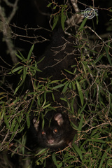 Pseudocheirus occidentalis