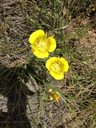 iNaturalist observation photo of Yellow Mariposa Lily