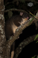 Pseudocheirus occidentalis