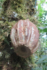 Grias theobromicarpa