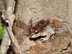 Leptodactylus troglodytes