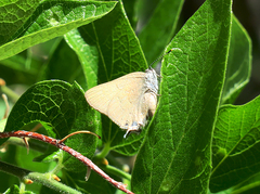 Satyrium auretorum spadix