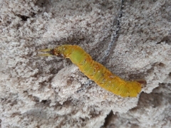 Opsiphanes invirae amplificatus