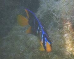 Holacanthus bermudensis