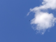 Ictinia mississippiensis image