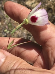 Clarkia speciosa