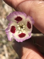 Clarkia speciosa