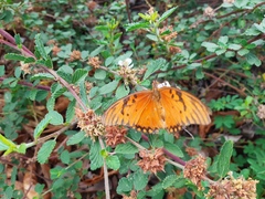 Dione vanillae vanillae