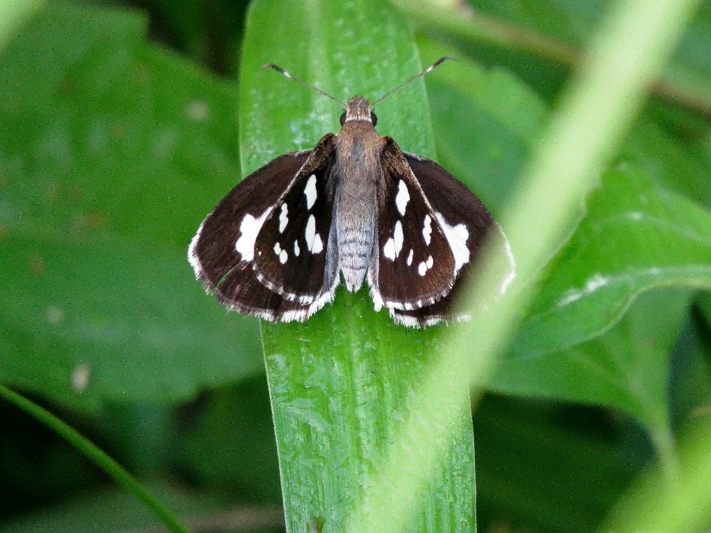 Grass Demon (Field guide of Ovalekar Wadi Butterfly Garden ) · iNaturalist