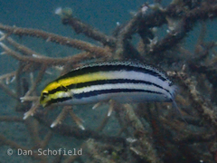 Petroscirtes breviceps
