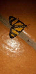 Phaeochlaena solilucis