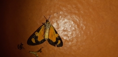 Phaeochlaena solilucis