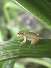 Hyla japonica