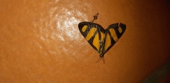 Phaeochlaena solilucis