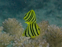Chaetodon octofasciatus