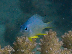 Amblyglyphidodon leucogaster