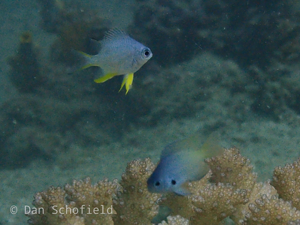 Black-edged Damsel