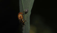 Copestylum tympanitis