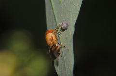 Copestylum tympanitis