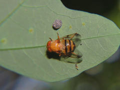 Copestylum tympanitis