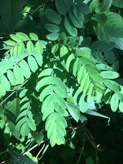Astragalus canadensis