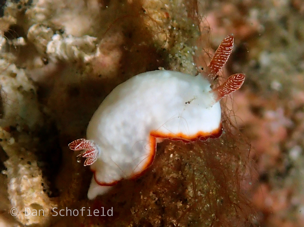 Pink-eared Rainbow Dorid