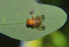 Copestylum tympanitis