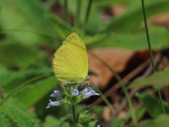 Pyrisitia dina westwoodi