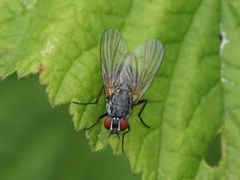 Emmesomyia