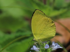 Pyrisitia dina westwoodi