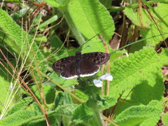 Erynnis tristis tatius