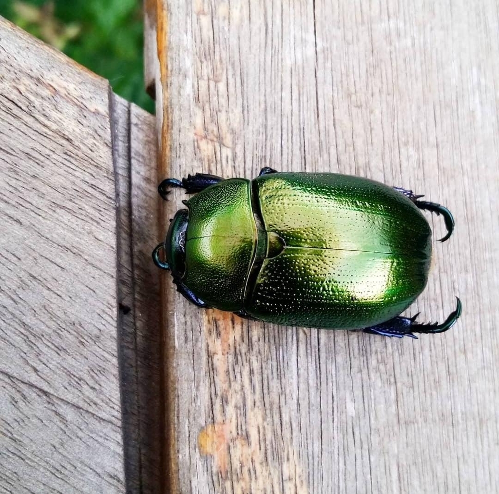 Pelidnota cyanipes