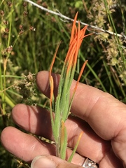 Castilleja minor