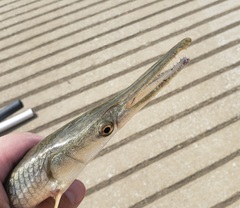 Lepisosteus platostomus