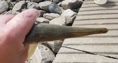 Lepisosteus platostomus