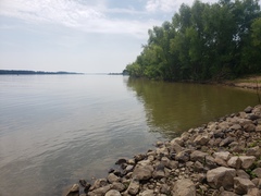 Lepisosteus platostomus