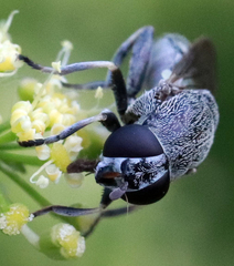Myolepta aurinota